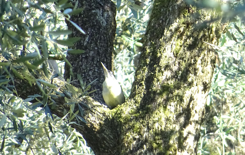 Picus viridis - Picidae (accoppiamento )